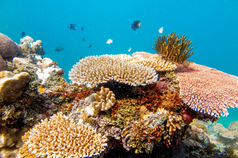 Fiji: Captain Cook Cruises - Day and Dinner Combo