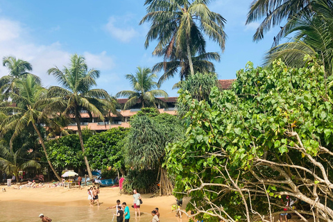 Galle Fort, Mask Museum, and Turtle Hatchery Day Trip