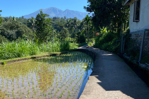 特特巴图：瀑布、香料、梯田、猴子森林特特巴图之旅、香料、瀑布、梯田、猴林