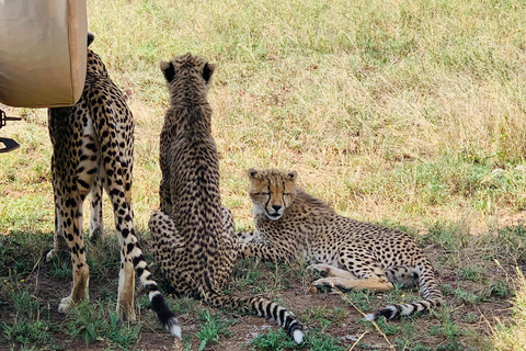 Day Safari to Ngorongoro Crater Wonders