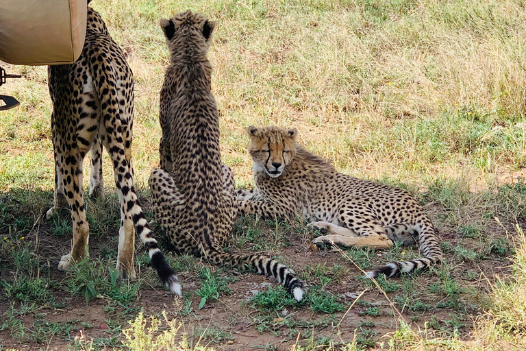 Day Safari to Ngorongoro Crater Wonders