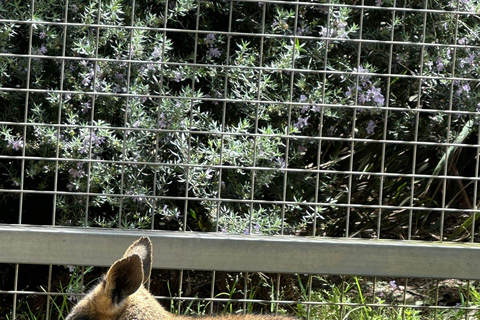 Von Adelaide aus: Kuscheln mit einem Koala und historische Hahndorf-Tour