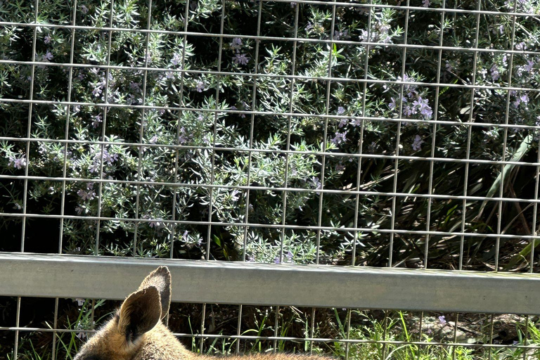 Desde Adelaida: Abraza a un Koala y Visita Histórica a Hahndorf