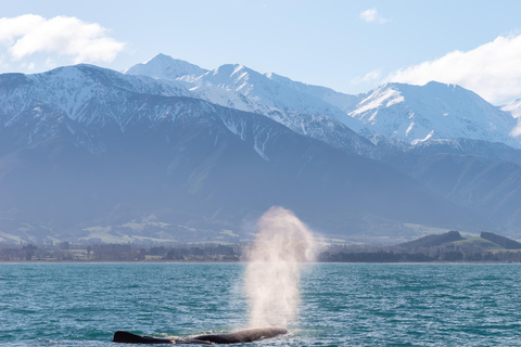 Kaikoura: Whale Watching Cruise 12:45 PM Departure