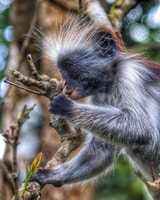 Jozani Forest mit Spice Tour - Housity