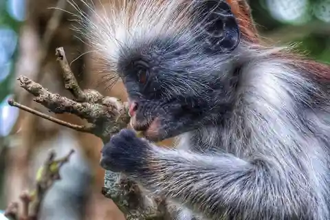 Zanzibar: foresta di Jozani con tour a piedi della città di Stone
