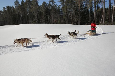 Mont-Tremblant: Guided Dogsledding Tour with Hot Chocolate Transport from Tremblant Resort