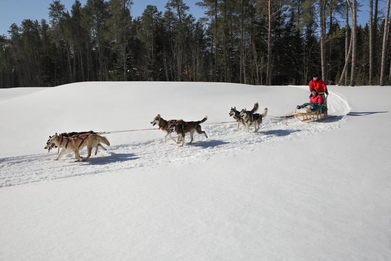 Mont-Tremblant: Guided Dogsledding Tour with Hot Chocolate Transport from Tremblant Resort