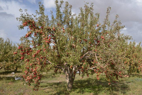 Chinor Dacha Apple Orchard Entry Ticket