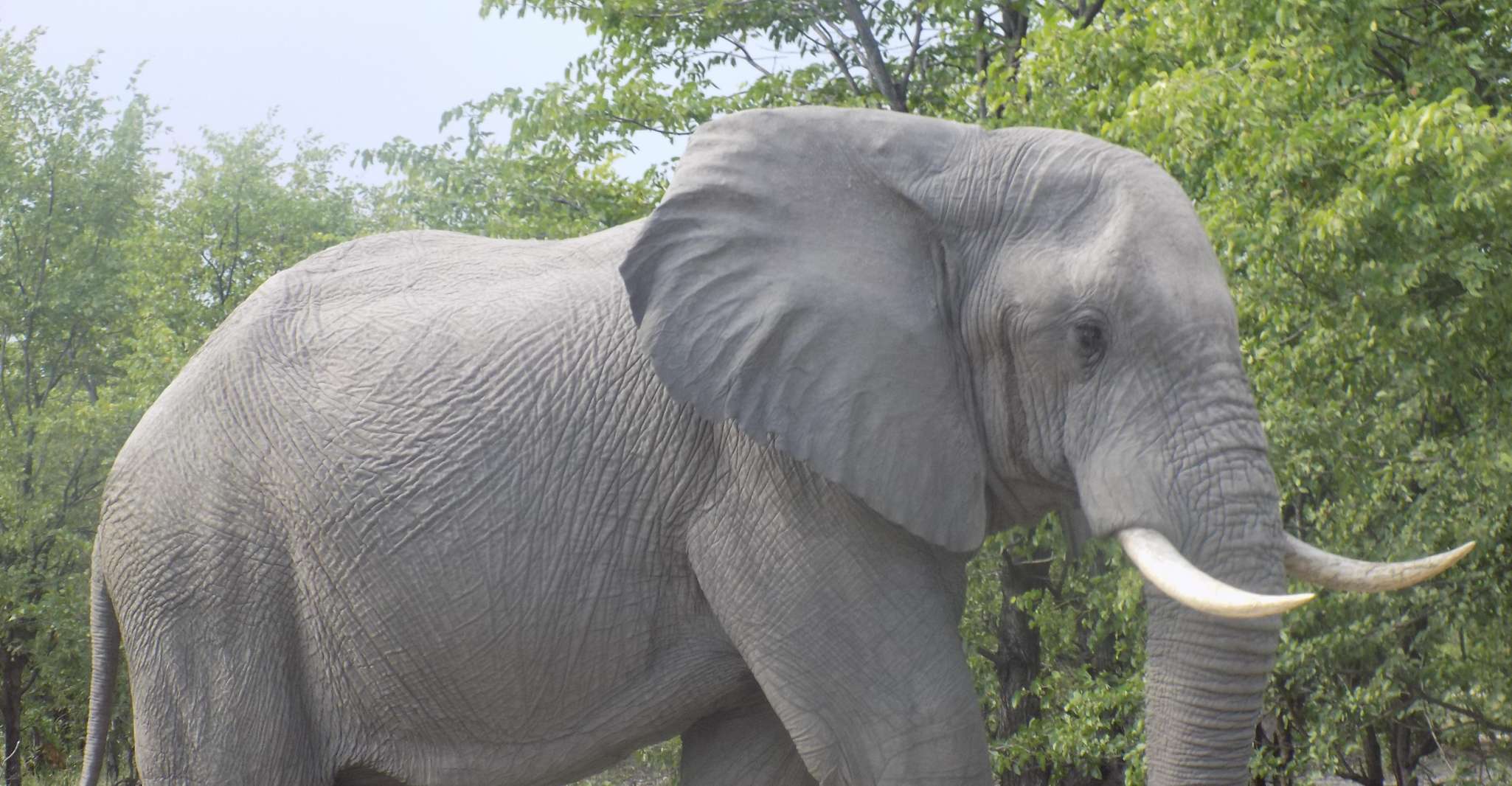 okavango delta mokoro day trip - Housity