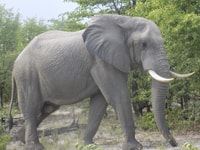 okavango delta mokoro day trip - Housity