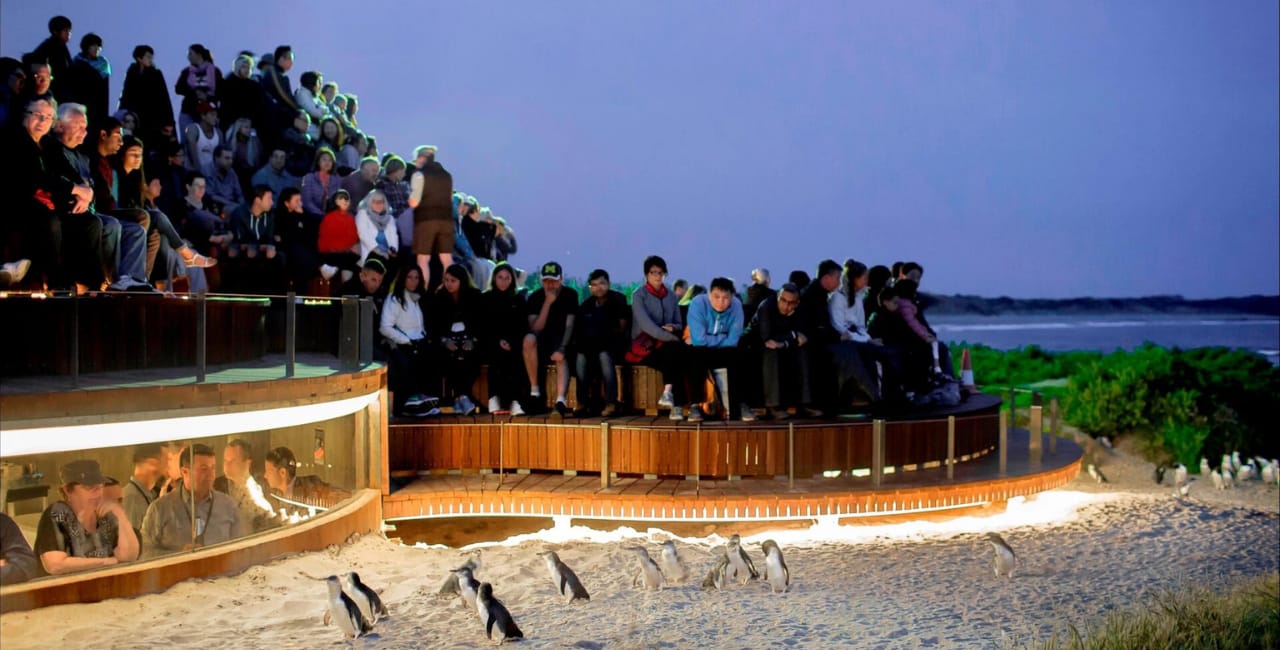 Von Melbourne aus: Phillip Island Penguin Parade Private Tour