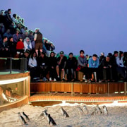 From Melbourne: Phillip Island Penguin Parade Private Tour
