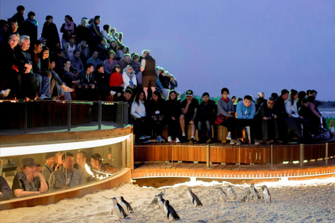 From Melbourne: Phillip Island Penguin Parade Private Tour