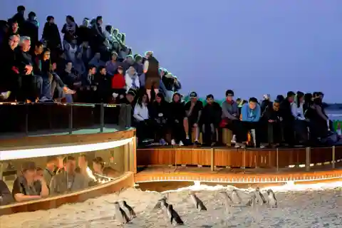 De Melbourne: Excursão particular à parada dos pinguins em Phillip Island