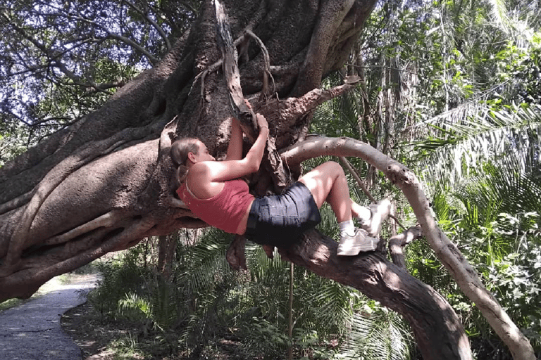 Victoria Falls: Guided Tour, Bridge, & Big Tree Visit