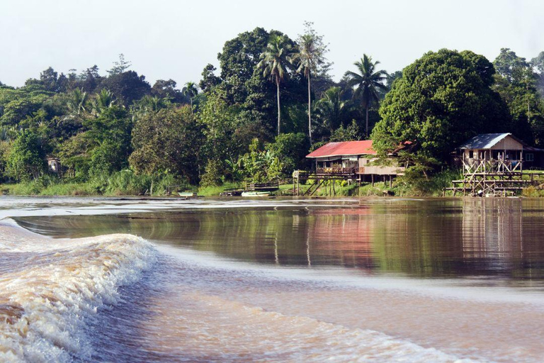 Kinabatangan River Trip from Sandakan with Lunch Included (Shared Tour) Kinabatangan River Trip Sandakan with Lunch
