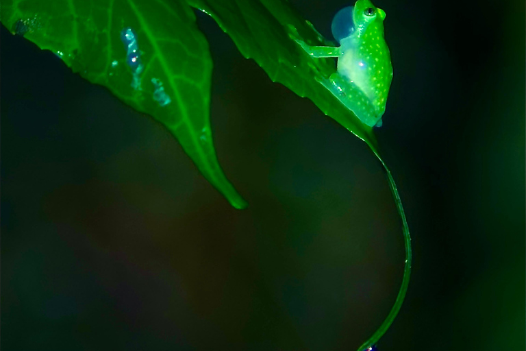 Monteverde: Night Tour with Night Vision Goggles