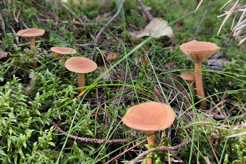 Forest Bathing & Mindfulness Nature Retreat from Tallinn