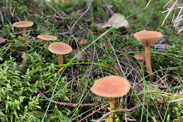 Forest Bathing & Mindfulness Nature Retreat from Tallinn