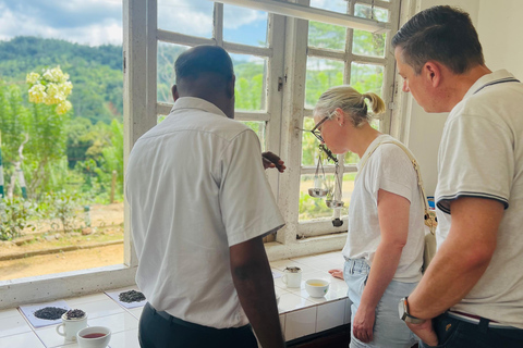 Colombo: Tea Factory Tour with City or Food Tour Option