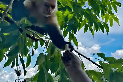 Feed Wild Monkeys on Panama Canal at Monkey Island Adventure No Hotel Pickup