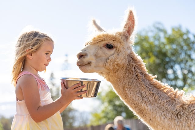 Maui: Visita alla fattoria degli alpaca con attività pratiche