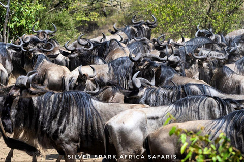 8-daagse tour naar Amboseli Park, Lake Nakuru en Maasai Mara Park