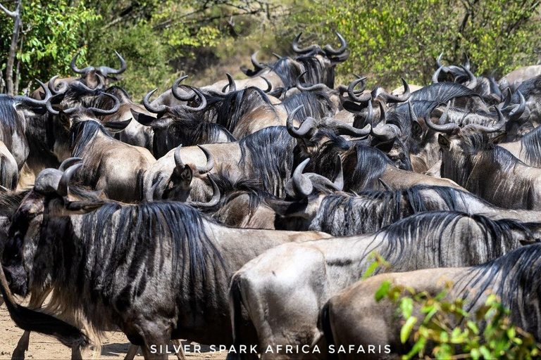 8-daagse tour naar Amboseli Park, Lake Nakuru en Maasai Mara Park