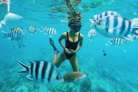 Zanzibar: Dolphin Swim & Snorkeling Guided Tour