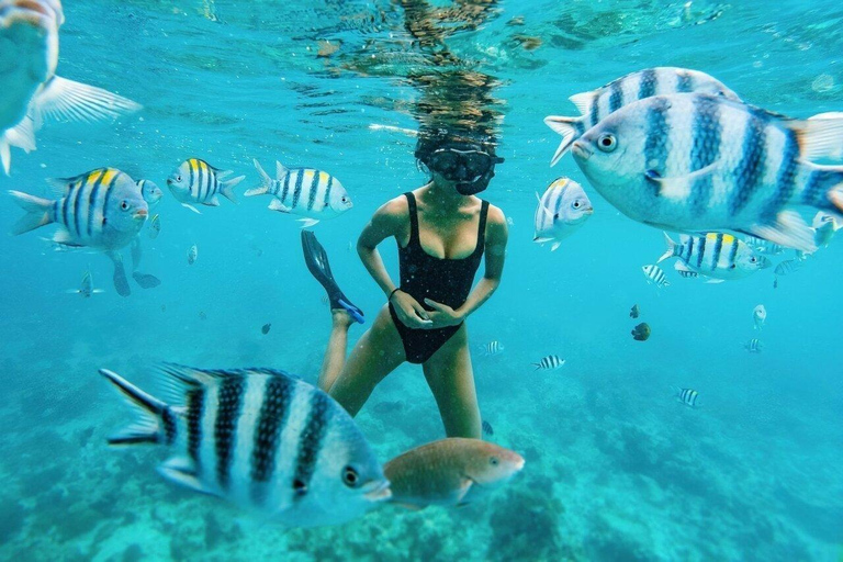 Zanzibar: Dolphin Swim & Snorkeling Guided Tour