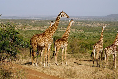 Safari de luxe à Mikumi - ZANZIBAR AU PN MIKUMI : 2 JOURS 1 NUIT