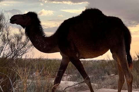 Immersione nel Sahara: un&#039;avventura di 2 notti con campo e bivaccoImmersione nel Sahara: avventura di 2 notti con campo e bivacco