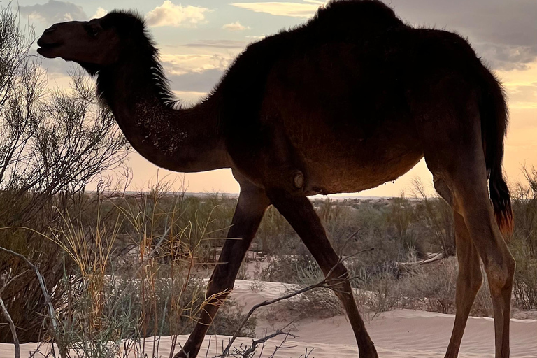 Fördjupning i Sahara: 2-nätters äventyr med läger och bivuak