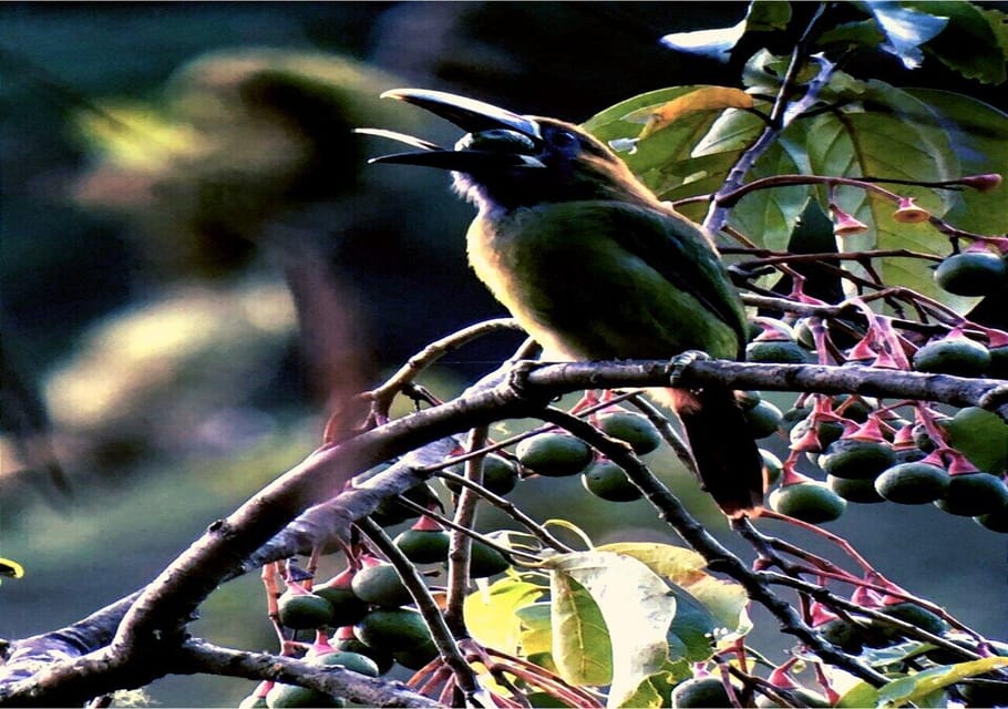 Paseo Guiado Por La Flora Y Fauna De La Fortuna Getyourguide