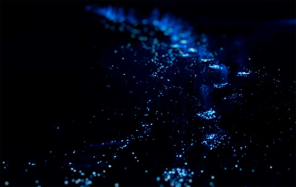 De Huatulco, Tour de sortie et de bioluminescence - Hizvo