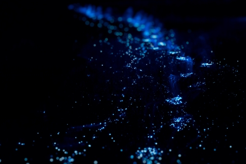 Z Huatulco: Wycieczka z wypuszczeniem żółwi i bioluminescencją