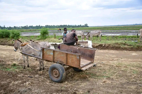 Mwea Tebere Irrigation Scheme Tour in Kirinyaga county Kenya
