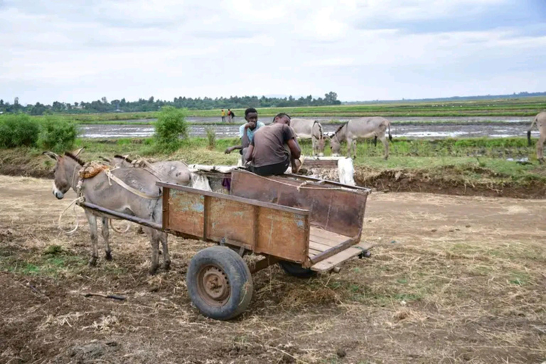 Mwea Tebere Irrigation Scheme Tour in Kirinyaga county Kenya