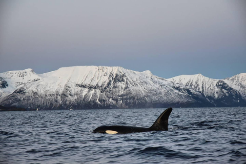 From Tromsø/Skjervøy: Whale Safari by RIB Boat From Skjervøy: Whale Safari by RIB Boat (No transfer)