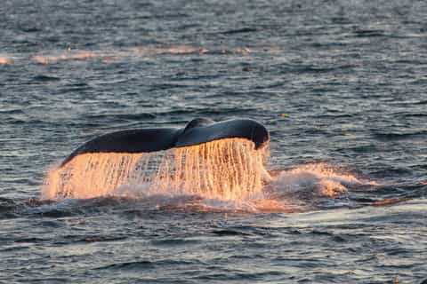 Tromsø: Whale and Arctic Wildlife Cruise Safari by Catamaran