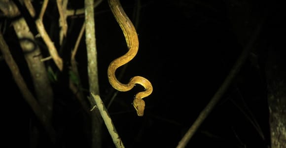 Manuel Antonio Mangrove Boat Night Tour