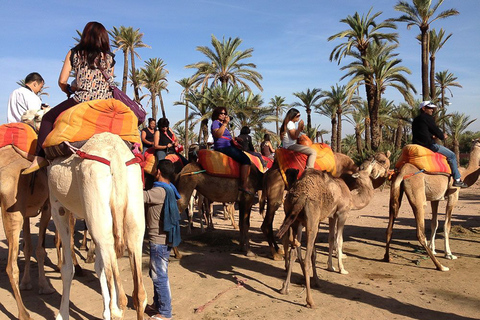 Around Marrakech: Camel Ride in Palm Groves including TeaCamel ride