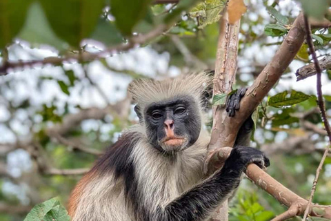 Zanzibar: Jozani Forest, Tortoise Park, & Butterfly Tour Private tour without hotel pick up and drop off