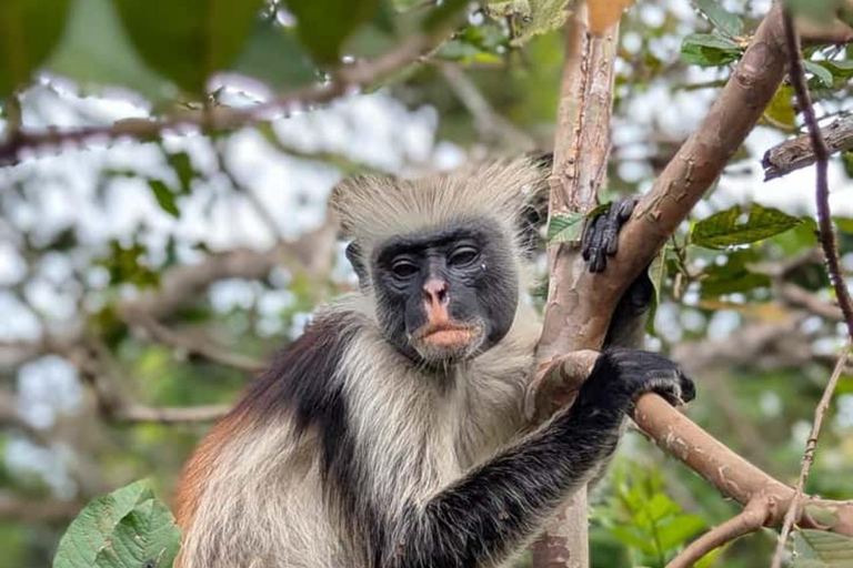 Zanzibar: Jozani Forest, Tortoise Park, & Butterfly Tour Private tour without hotel pick up and drop off
