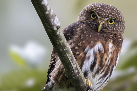 Carara National Park: Beste Tour Carara National Park - Ein Tag