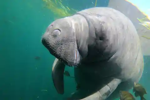Crystal River: Manatee Snorkeling Tour for up to 8