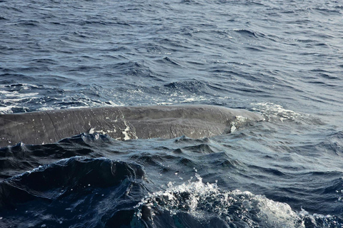 Black River: Whale Watching Boat Tour