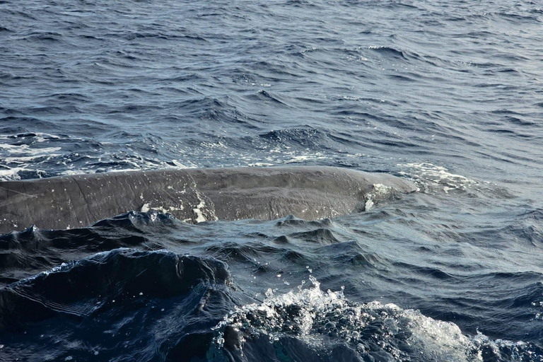 Black River: Whale Watching Boat Tour