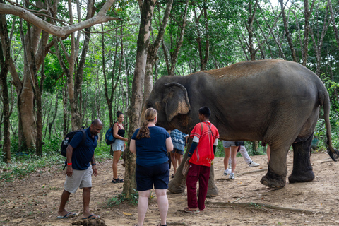 Khao Lak’s Best: Elephant Sanctuary,Rubber Tapping&Waterfall Khaolak Elephant Sanctuary Guided Tour with Hotel Transfers